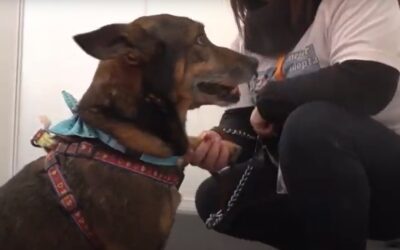 «Adoptar un perro es la mejor decisión». Nuestros visitantes de Animundo lo saben muy bien