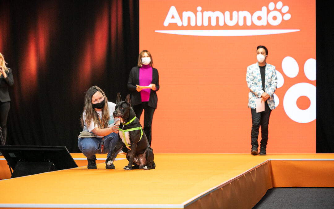 Ronie encuentra una nueva familia en la primera jornada de Animundo 2020