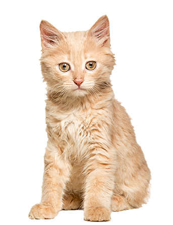 gato fondo animundo 2021